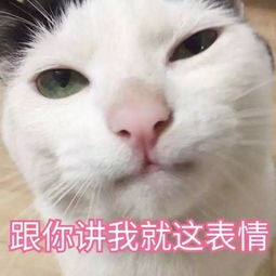 我妈已经三天没打我了当代青年大型养猫灾难片现场