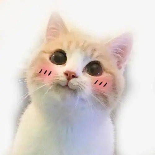 猫咪卖萌表情包带字养猫