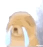 搞笑动物表情包配音表情包