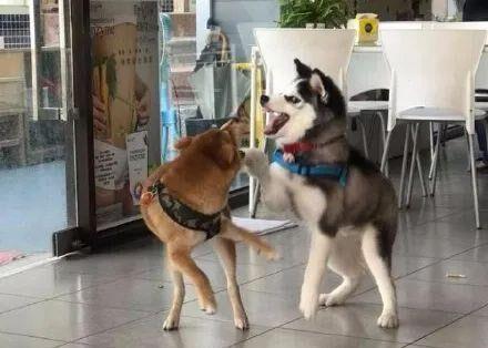 哈士奇在餐厅偶遇一只小黄狗,没想到二哈上去就是一顿挑衅