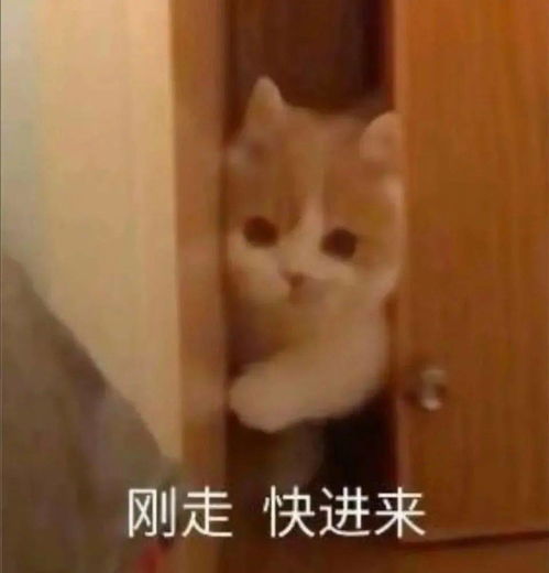 不正经出轨猫猫表情包,超可爱