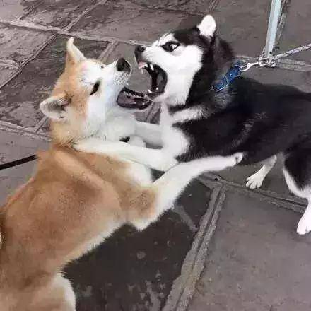 柴犬把你当父母,通常有这6种表现,你家中了几个