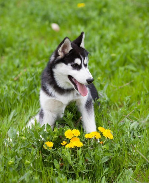 柴犬哈士奇自拍表情包废柴