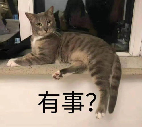 2020年11月28日寻领养请支持领养代替买卖每一个小生命都值得被珍视.....小猫

