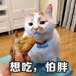 求问这只在微博上很火的表情包橘猫叫什么名字呀好喜欢,好喜感