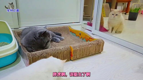 听主人说要给它驱虫,胖公猫立刻变身表情帝,这表情是怎么拿捏的
