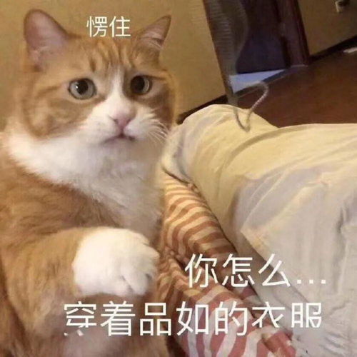 可爱猫咪动图表情包