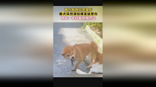 小黄狗表情包全集打架