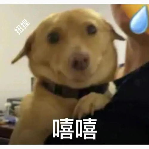 可爱狗狗表情包第一弹