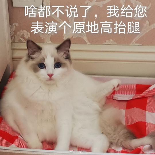 天使猫猫的相册可爱猫猫的奇怪表情包