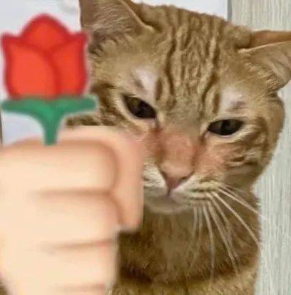 猫猫拿玫瑰花表情包
