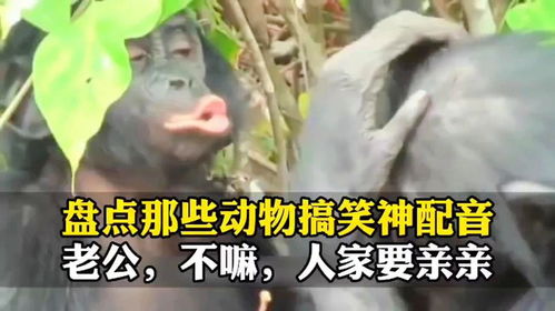 盘点那些动物搞笑神配音,毫无违和感,最厉害的是口型都对上了