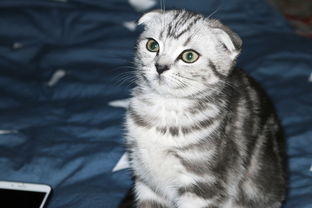 萌猫小坏微信表情包设计