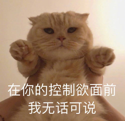 萌宠表情包丫头,眼神是骗不了人的