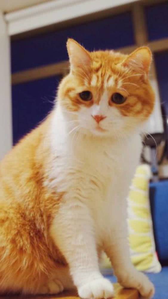 表情十个橘猫九个胖,还有一个压倒炕,网友最后一个混进头小猪表情