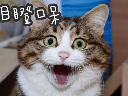 猫咪日常表情包饭盆