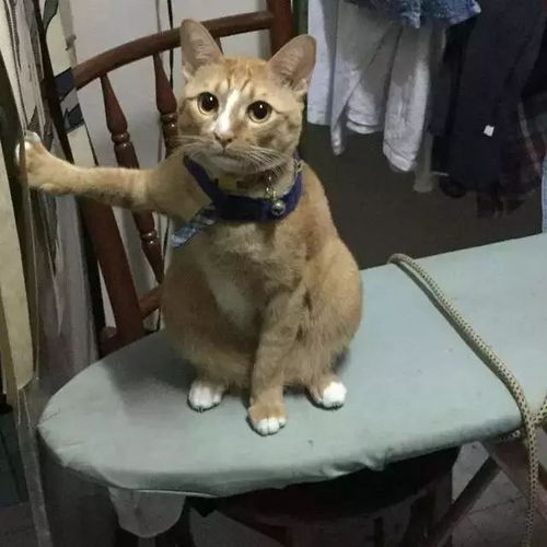 如果你是石大的一只猫,你的日常会是怎样的