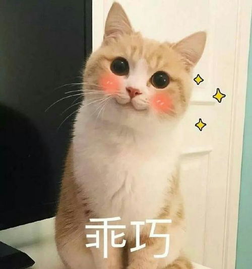 可爱萌萌哒猫咪表情包