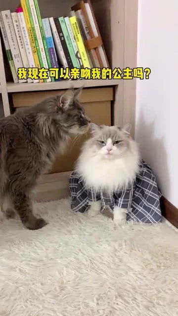 我家猫又来撒猫粮了最后的表情是你吗8911
