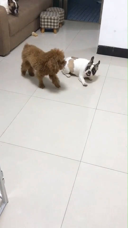 斗牛犬抢泰迪的狗粮,被小泰迪一招打认怂,搞怪表情笑哭网友