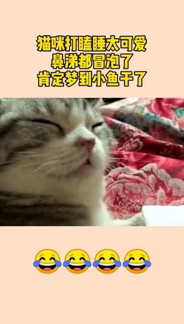 猫咪打瞌睡太可爱,鼻涕都冒泡了,肯定梦到小鱼干了