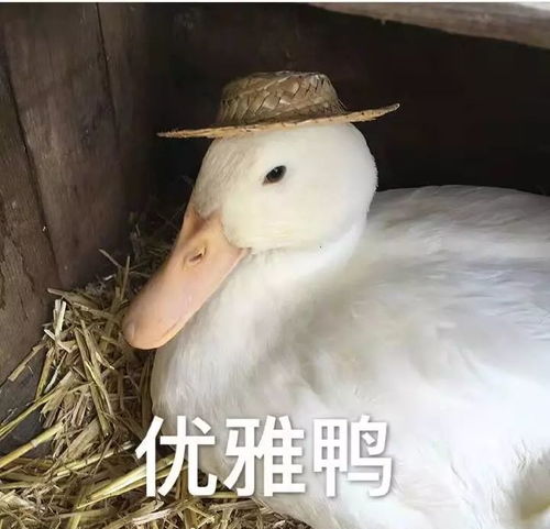 吐槽大会万里论坛开张,小碗仔们都在说什么