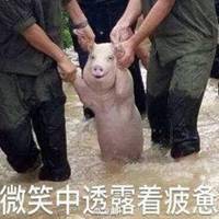 地震猪坚强表情包微信头像图片大全