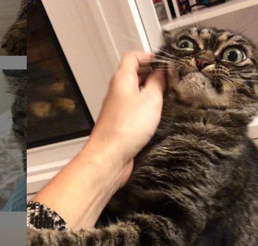 世界上脸最臭的猫,坐拥数十万粉丝,随便一张照片都是表情包