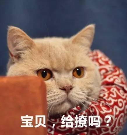 到底怎样才能抵抗猫的魅力