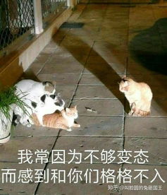 可爱仓鼠表情包沙雕