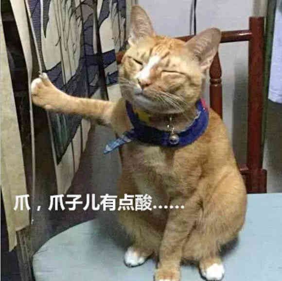 橘猫一只手扶着墙,姿势怪异,走近一看笑喷了