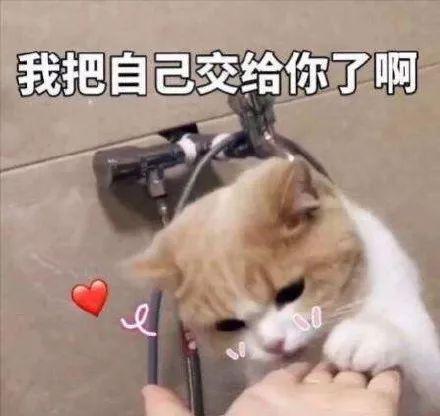 有哪些撩妹的表情包