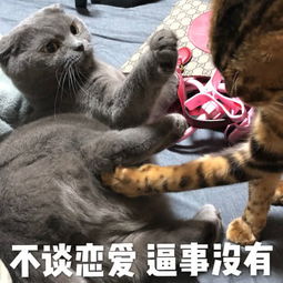 猫奴必备表情包,危险系数极高的噬元兽就快统治地球啦