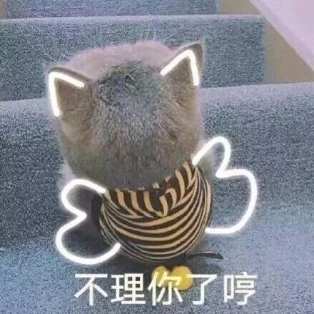 分享一组特别喜欢的猫咪表情包