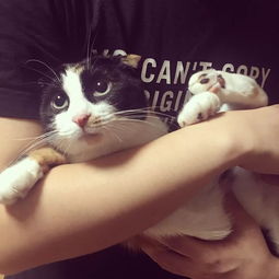第一届猫咪丑照大赛,你准备好存表情包了吗