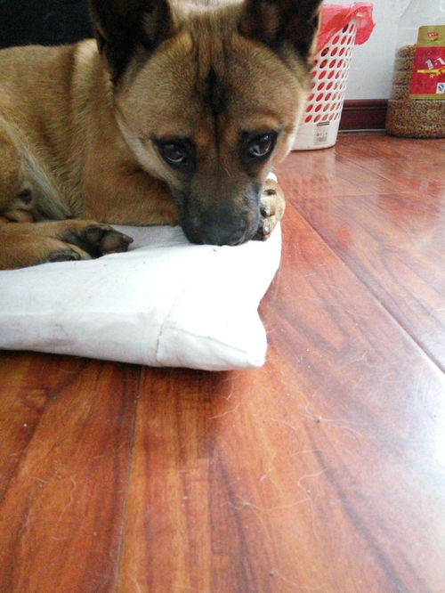 被自家的狗咬完去医院打狂犬疫苗是一种怎样心酸的喜剧经历
