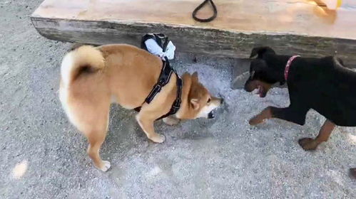 柴犬与哈士奇又闹起来了,谁才是表情界的扛把子呢