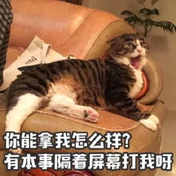 生活终于要对我这个小猫咪动手了
