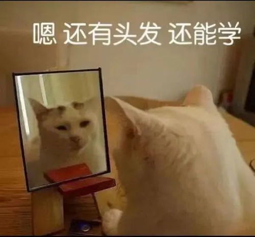 22年cpa备考全计划来了,专治备考疑难杂症