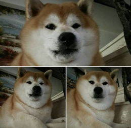 胖的让人心疼的柴犬,你在承受着这个年纪不该承受的体重