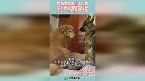 两狗子瞒着主人说事,怎料黄狗表情太惊悚,主人可能是起猛了