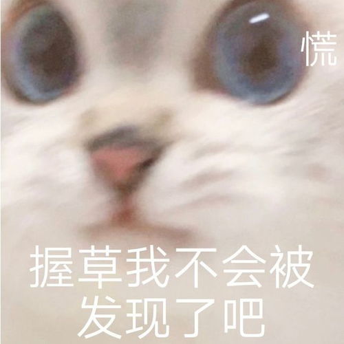 狸花冒充狸白四个月未被发现,真公主还是假千金替身猫麻麻,你在说什么人家听不懂