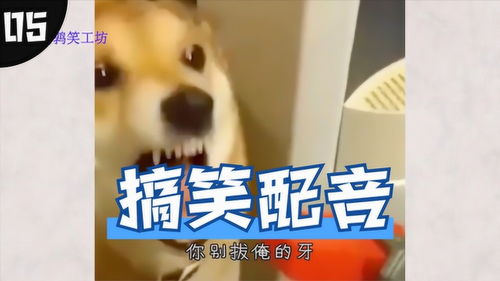 搞笑配音集锦五这配音太魔性,狗被主人威胁拔牙时表情亮了