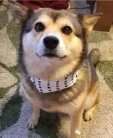 柴犬哈士奇自拍表情包喷饭