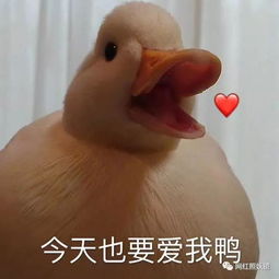 丑鸭子表情包头像