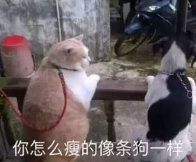 各种糊糊的沙雕猫表情包,看完忍不住有点喜欢
