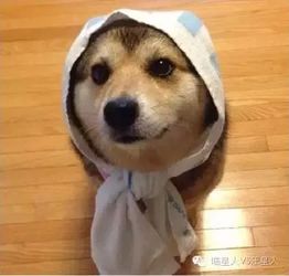 任何狗遇到基因强大的哈士奇后,这画风辣眼睛