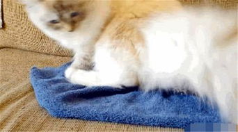 猫咪看到小刺猬十分好奇,一屁股坐了上去,结果猫咪的表情亮了
