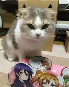 表情帝猫咪,入戏太深,天天怒斥忘记买猫粮的奴才