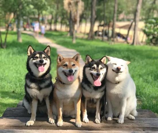 网友家养了四只柴犬有一只每次合照就开始搞事情